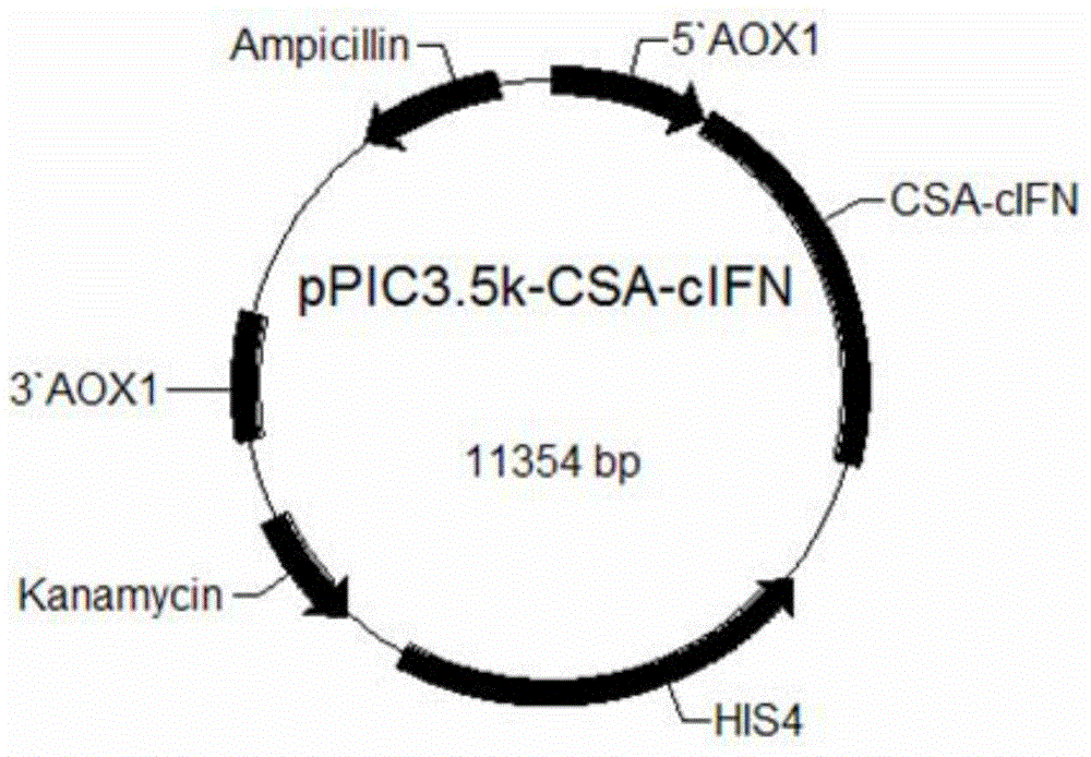 Long-acting fusion interferon for dogs and cats, as well as preparation method and application thereof