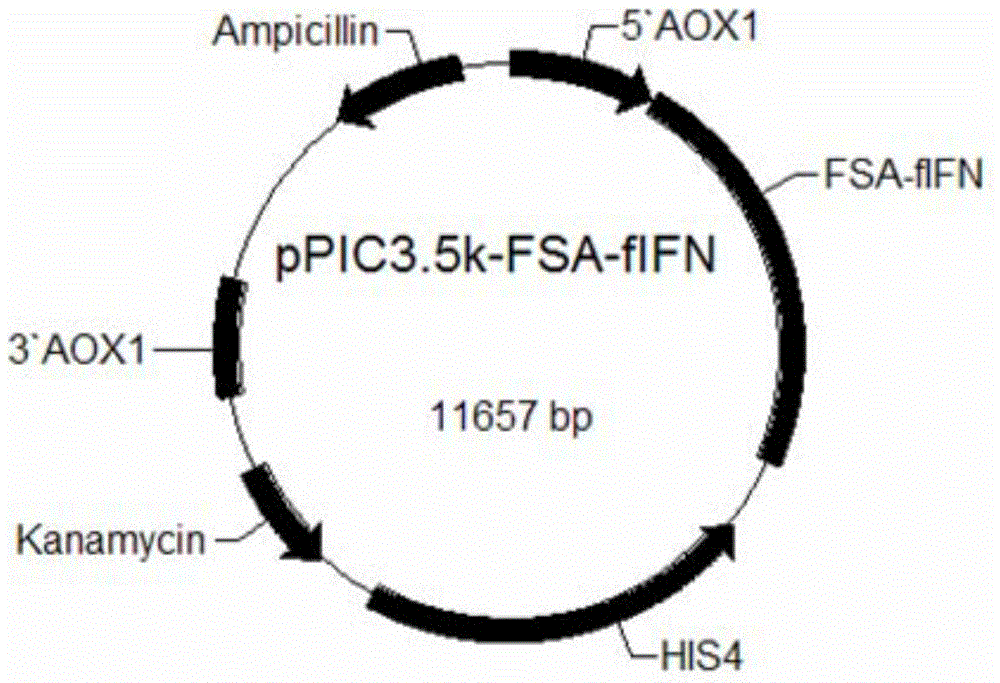 Long-acting fusion interferon for dogs and cats, as well as preparation method and application thereof