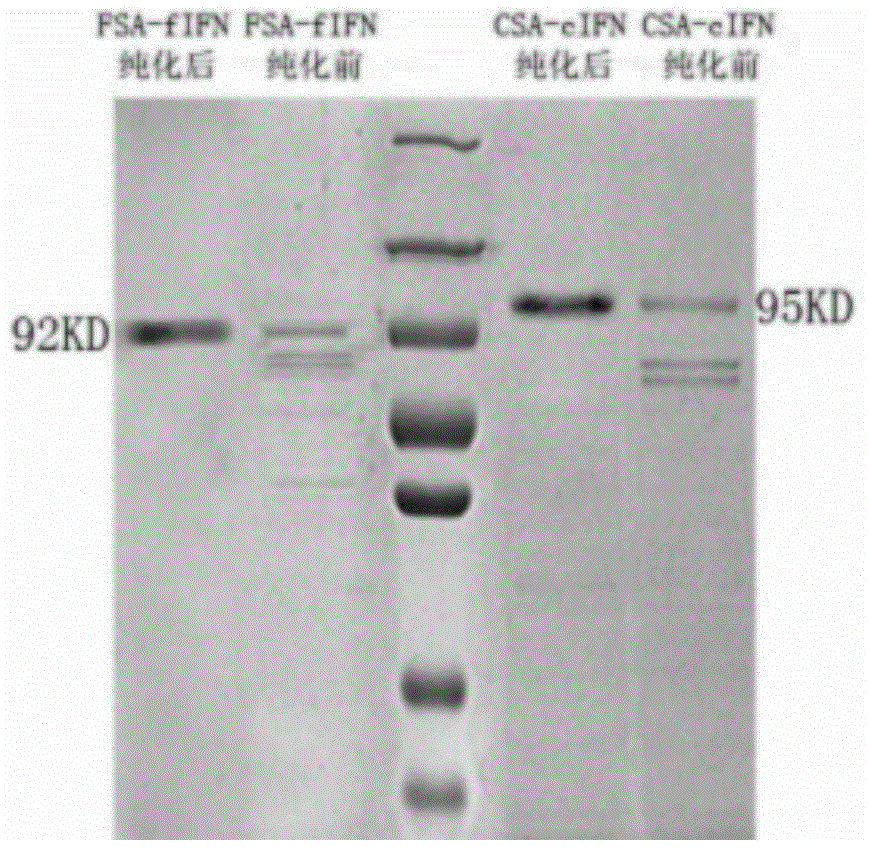 Long-acting fusion interferon for dogs and cats, as well as preparation method and application thereof