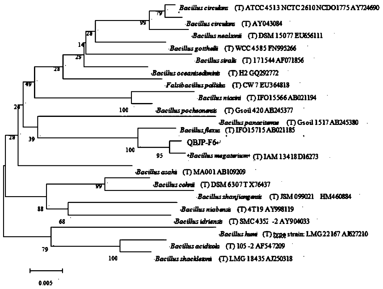 A kind of bacillus megaterium qbjp-f6 and its application