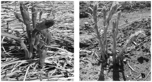 Method for culturing new variety of smilax riparia with tissue mutation of flower stalks