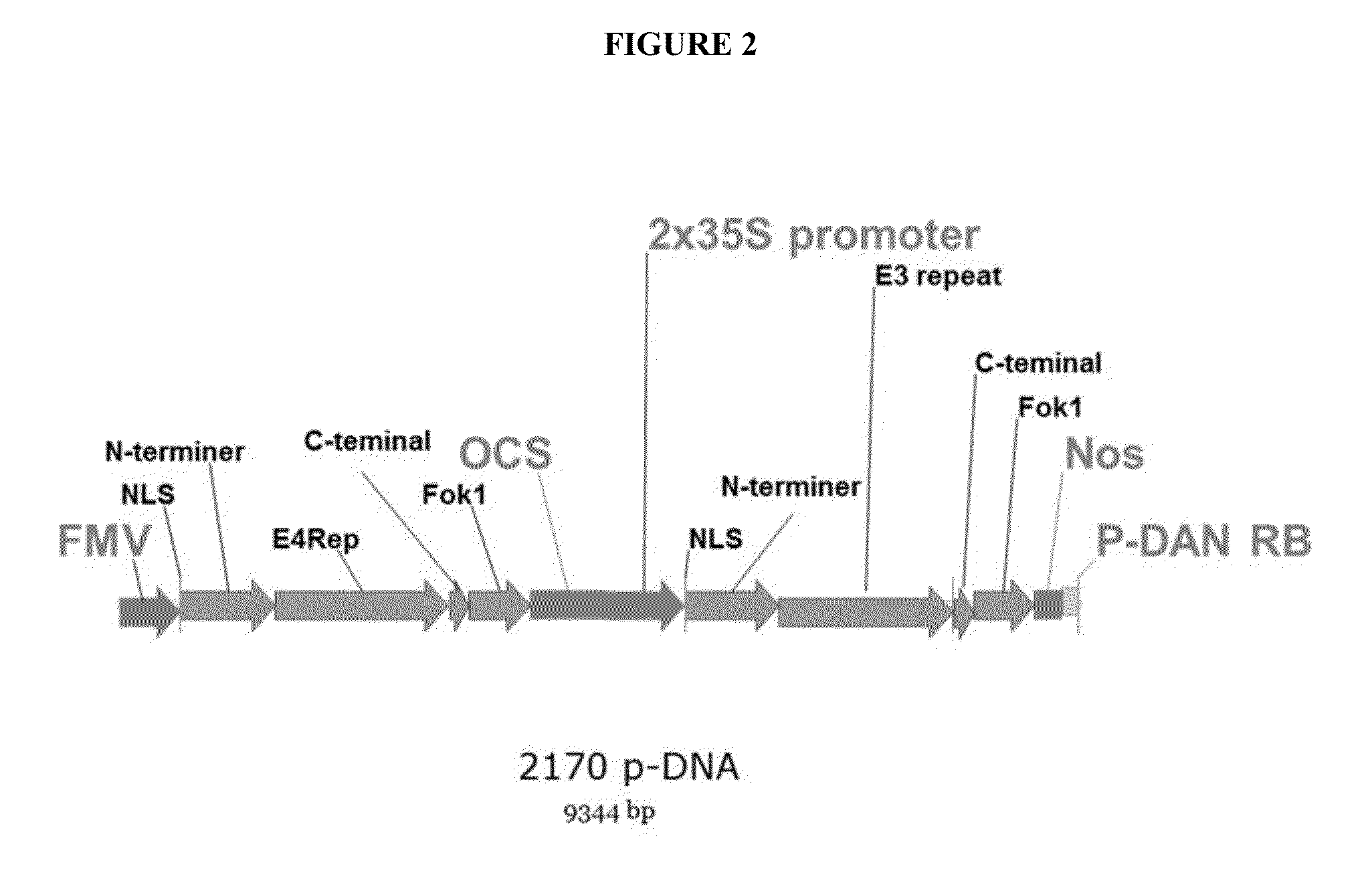 Tal-mediated transfer DNA insertion