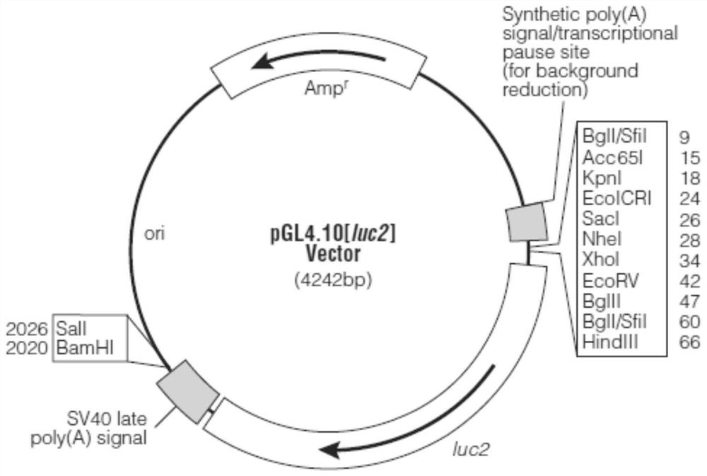 C/EBPZ gene promoter and application thereof