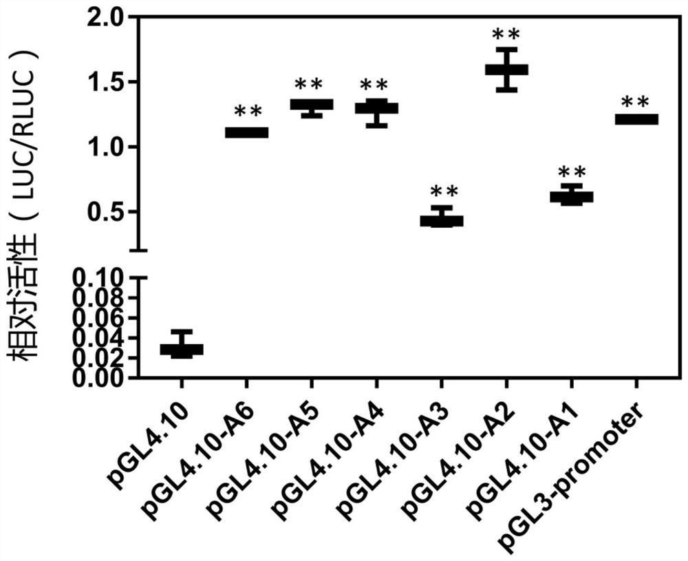 C/EBPZ gene promoter and application thereof