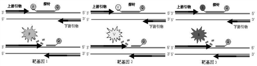 Multiplex fluorescence quantitative PCR detection kit for genotyping of avian influenza virus n subtype and its application