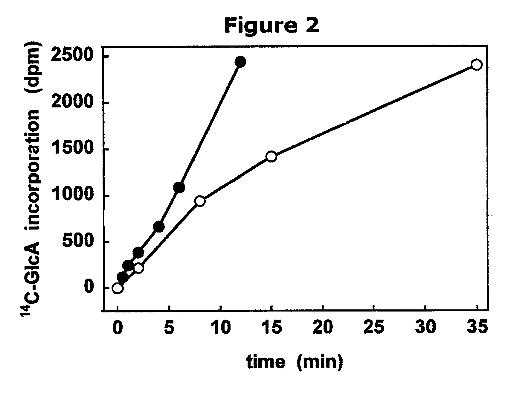 Polymer grafting by polysaccharide synthases