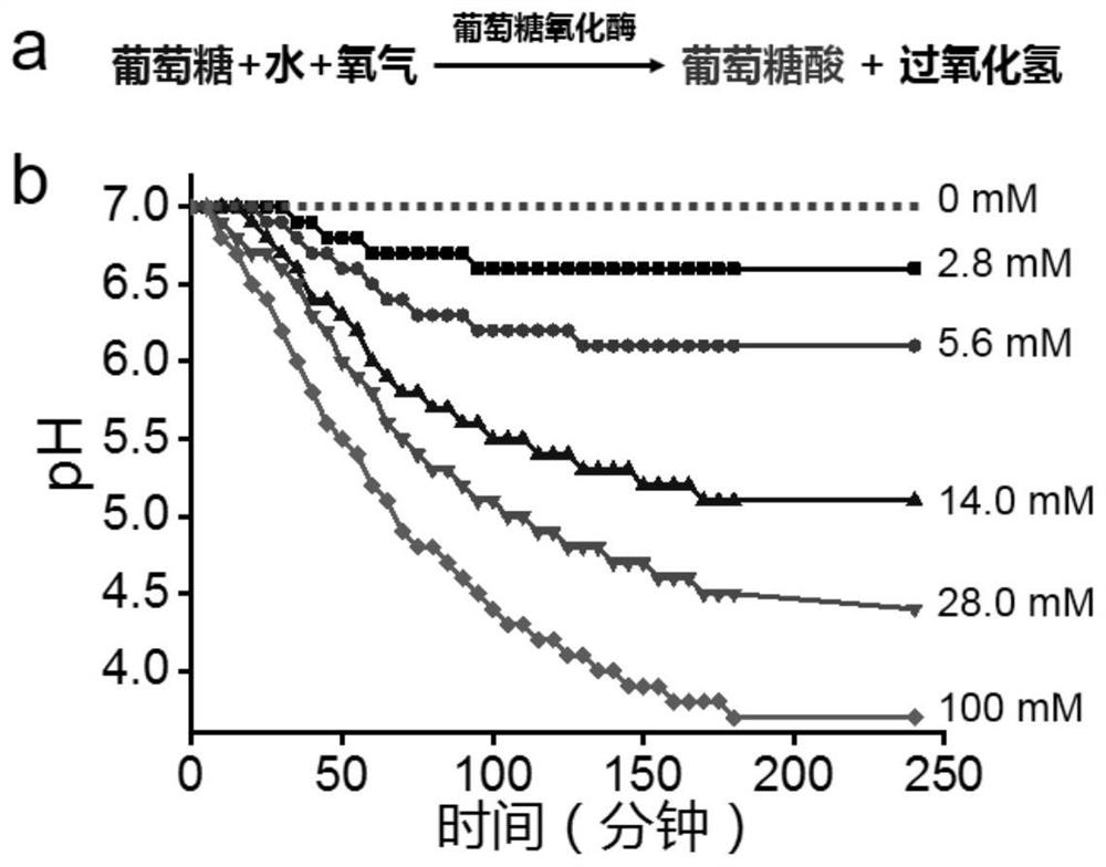 Hydrogel microneedle patch for noninvasive blood glucose detection as well as preparation method and application of hydrogel microneedle patch