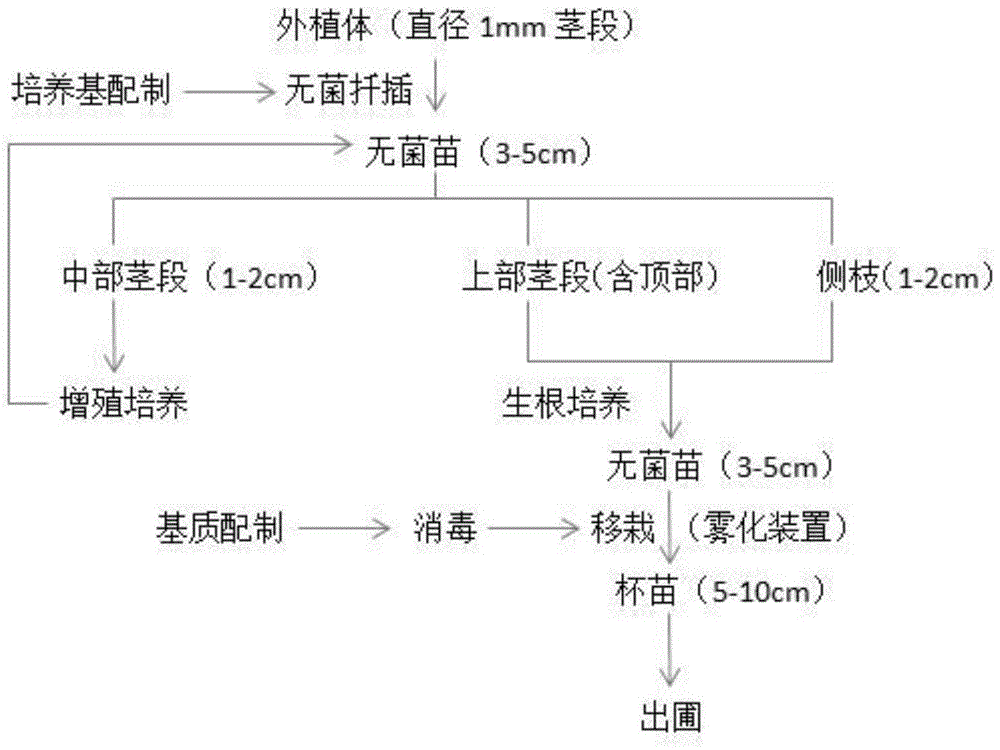 A kind of method for quickly breeding seedlings of Australian tea oil tree aseptic cuttings