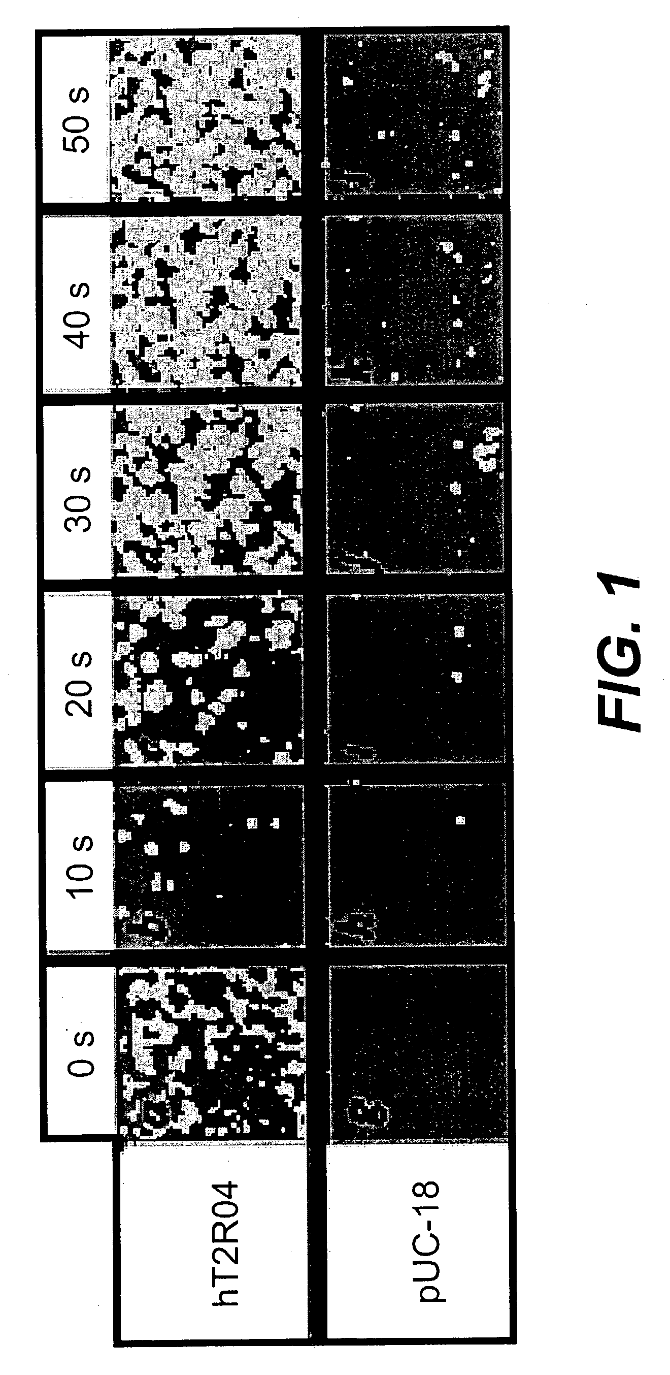 Use of specific T2R taste receptors to identify compounds that block bitter taste