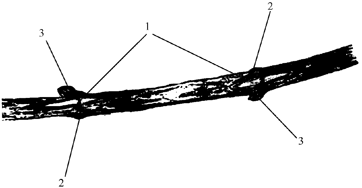 Node breaking wound germination accelerating method for grapes, and grape cultivation method based on germination accelerating method