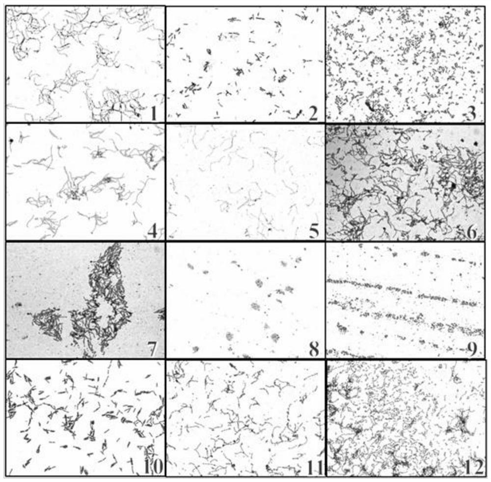 Three kinds of lactic acid bacteria or their combination and their application in the preparation of silage