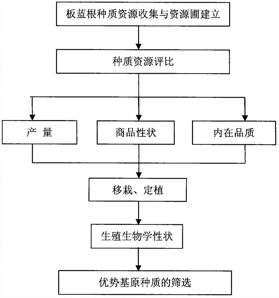 Screening method of advantage-based stock seed of isatis root