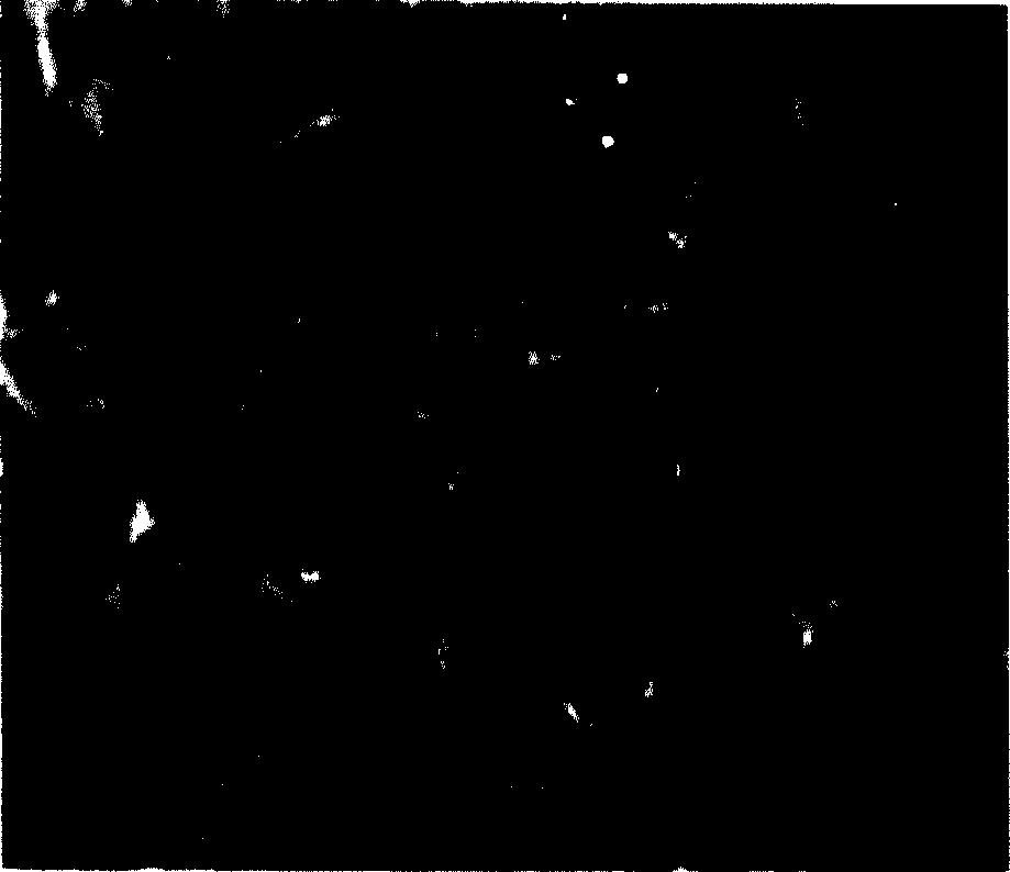 Organism tissue staining method