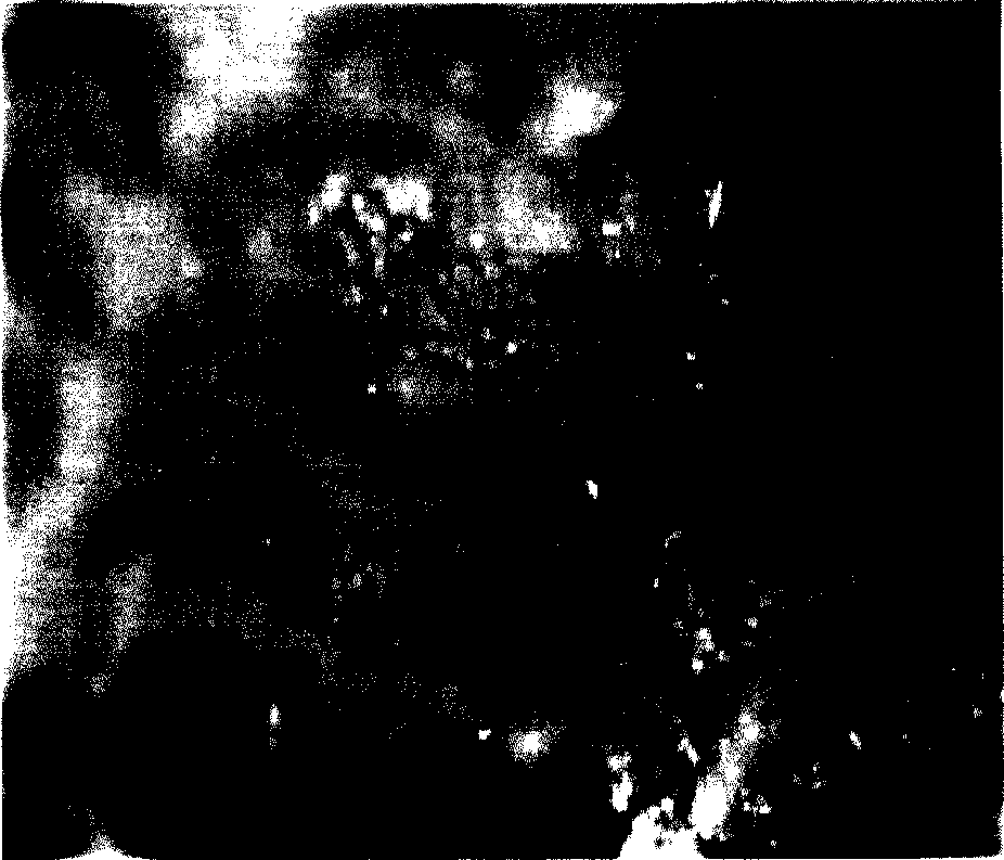 Organism tissue staining method