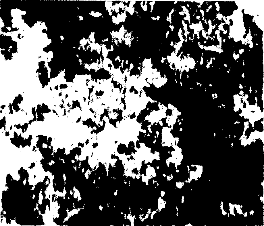 Organism tissue staining method