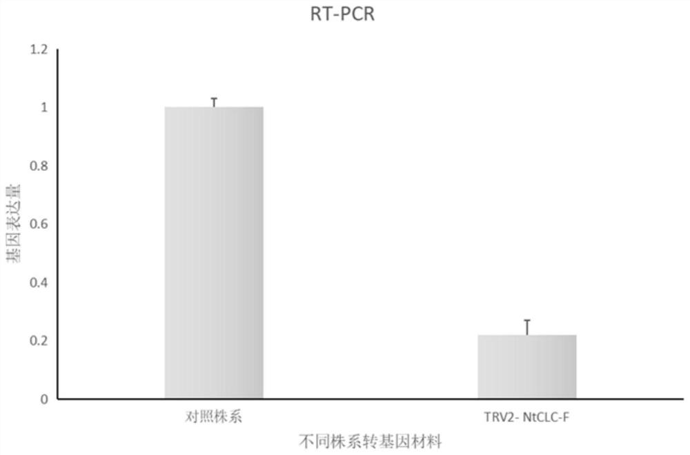 Tobacco chloride ion channel protein gene NtCLC-F and application thereof