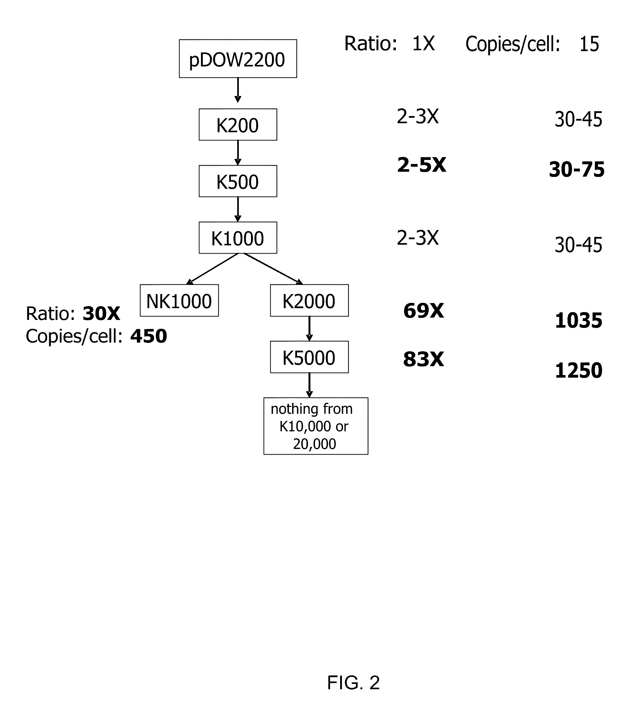 High copy number self-replicating plasmids in pseudomonas