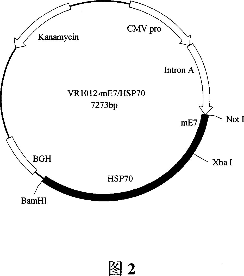 Human papilloma virus 16 type DNA vaccine and gene adjuvant and its application