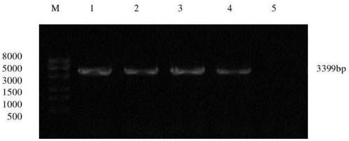 Establishing method of sheep testicle cell immortalized cell line and application of method