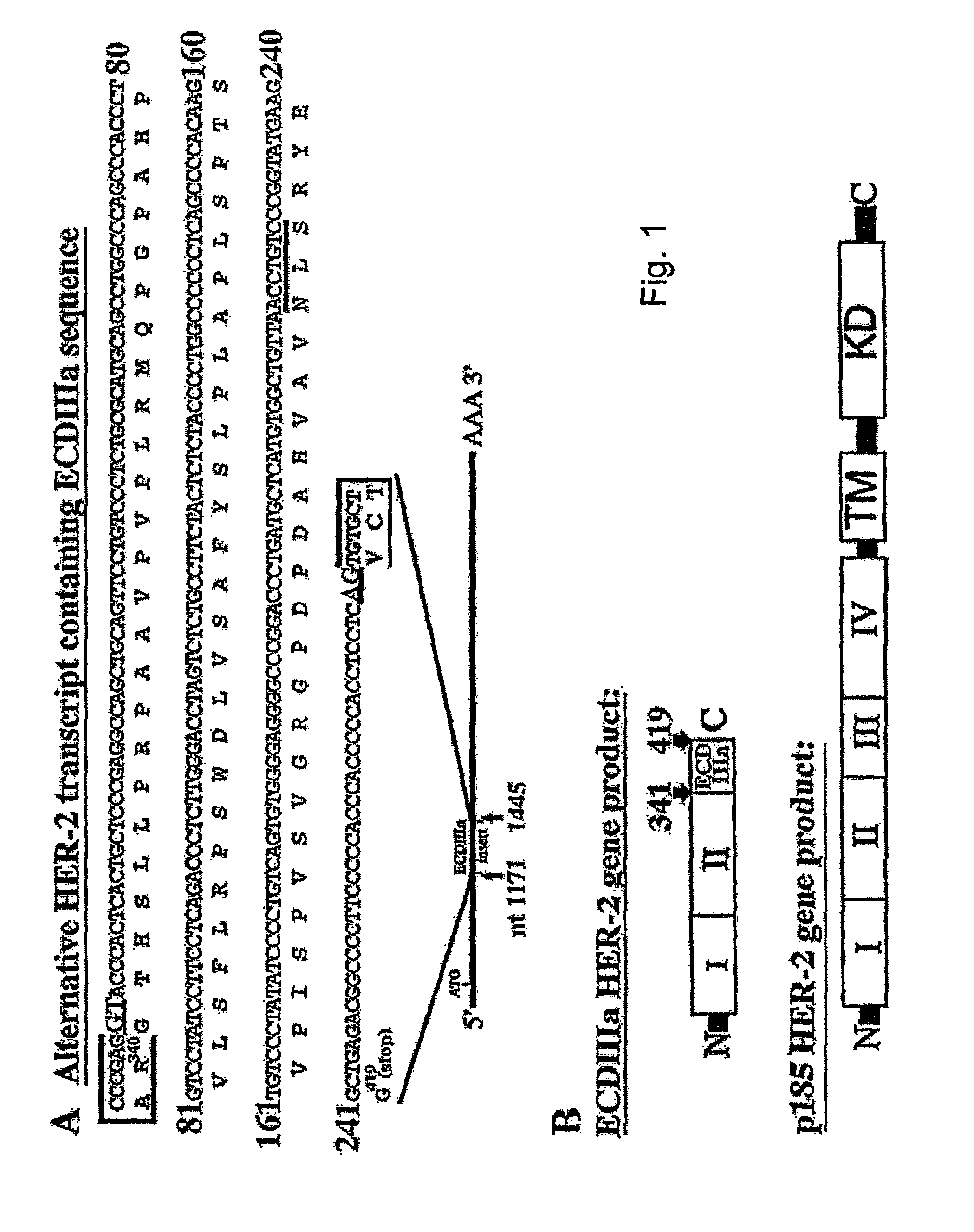 Compositions and methods for treating cancer by modulating HER-2 and EGF receptors