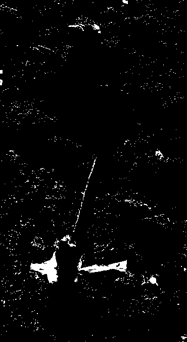 Method of transferring rhizobium japonicum to corn root system