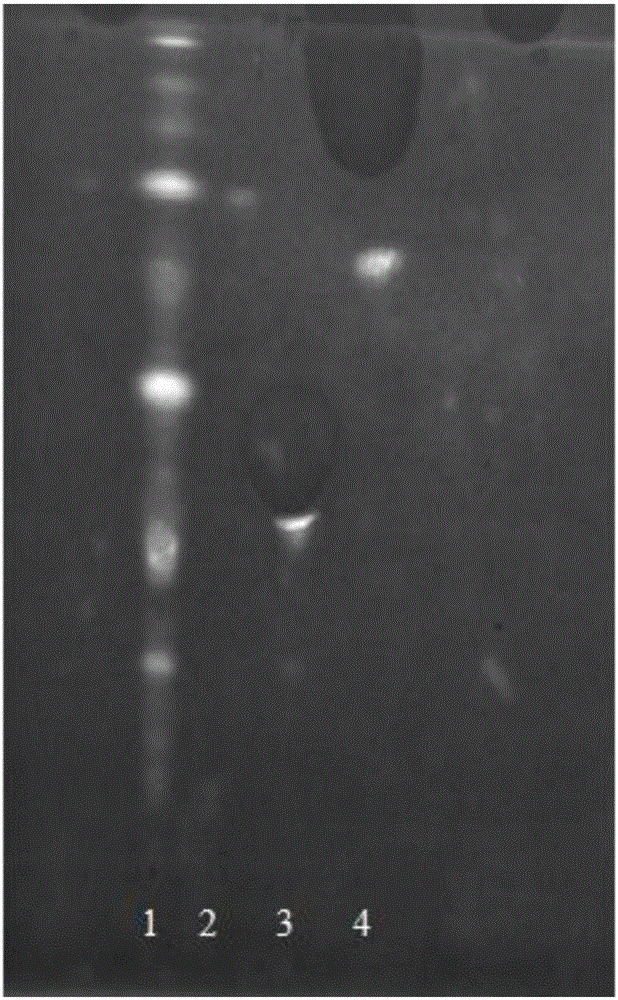 A thin-layer chromatographic analysis method for detecting flavonoids in Polygonum viburnum