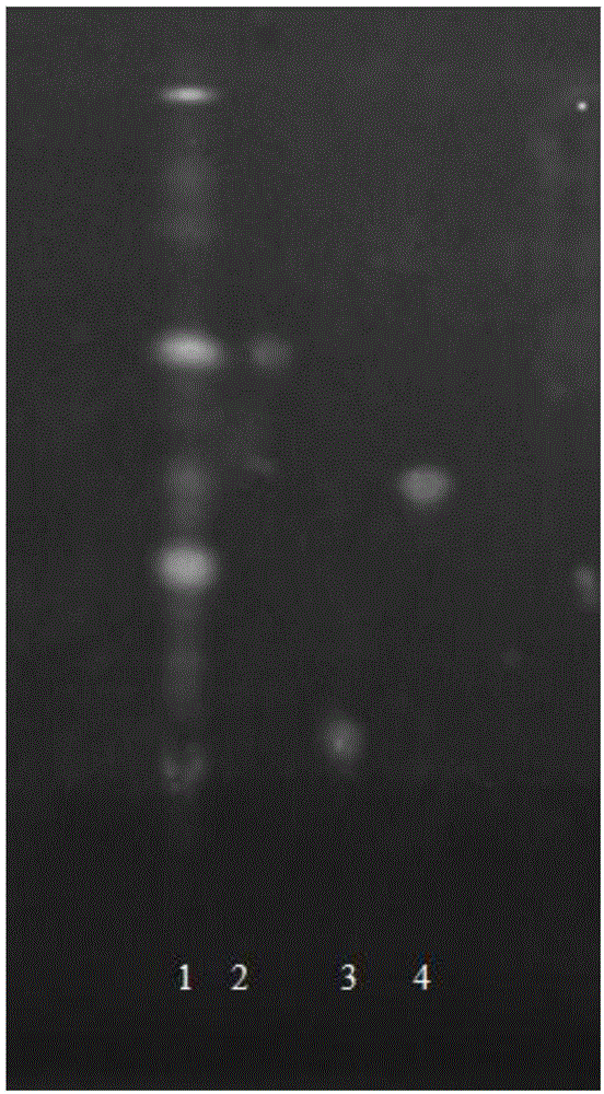 A thin-layer chromatographic analysis method for detecting flavonoids in Polygonum viburnum