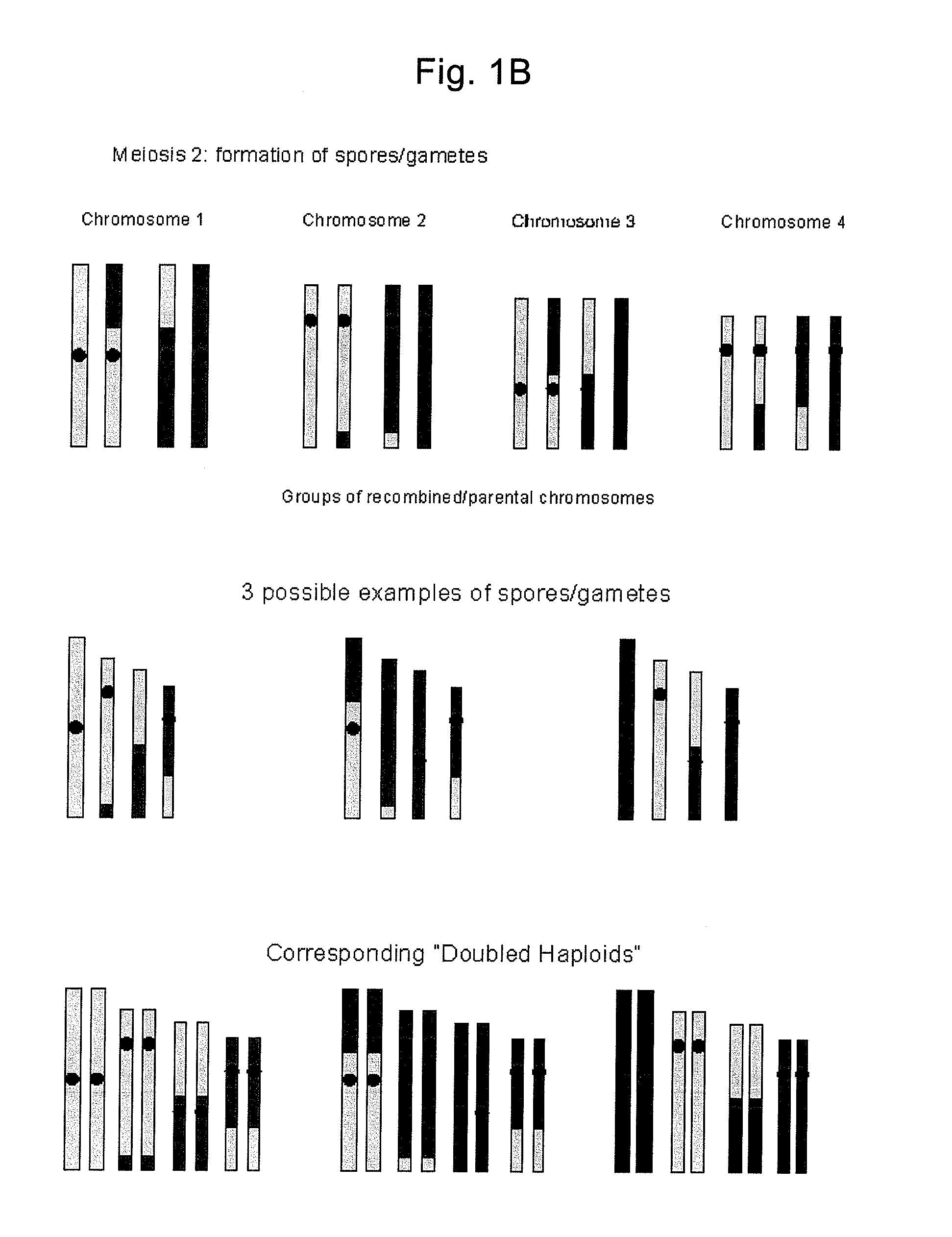 Near Reverse Breeding