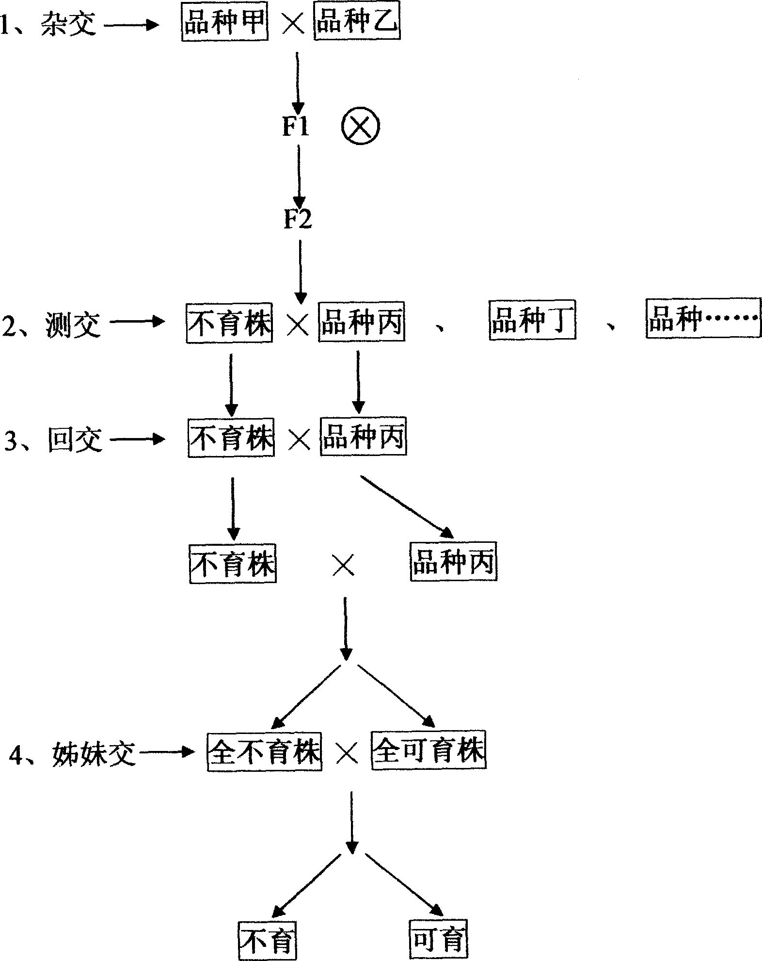 Method for cultivating novel wheat male sterile line and maintenance line