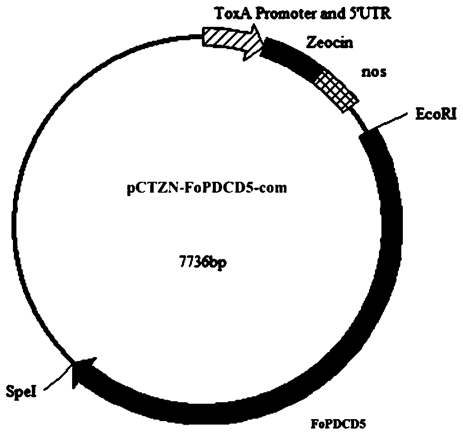 Application of gene FoPDCD5 (Program Cell Death Protein 5) to regulation of pathogenicity of fusarium oxysporum