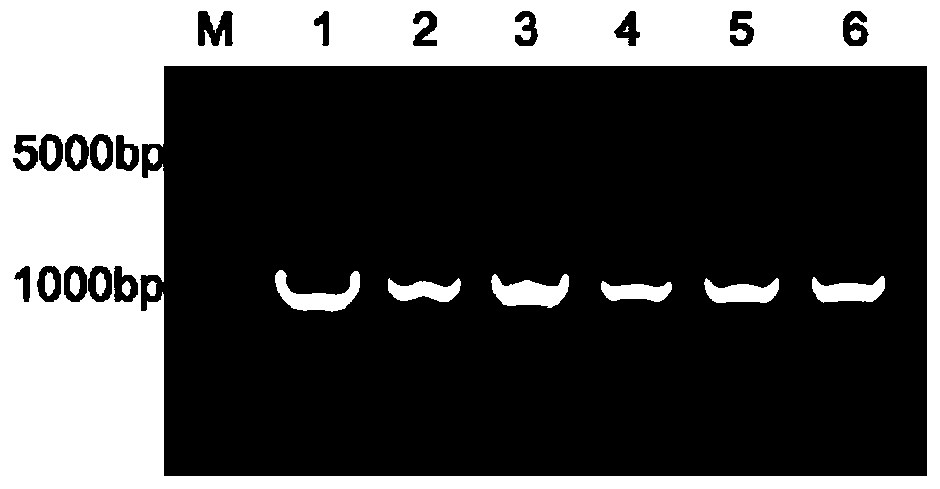 Application of gene FoPDCD5 (Program Cell Death Protein 5) to regulation of pathogenicity of fusarium oxysporum