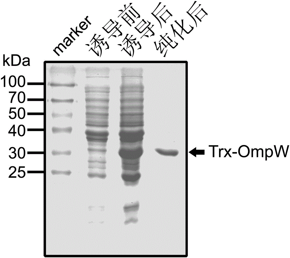 Acinetobacter baumannii subunit vaccine antigen protein, and applications thereof