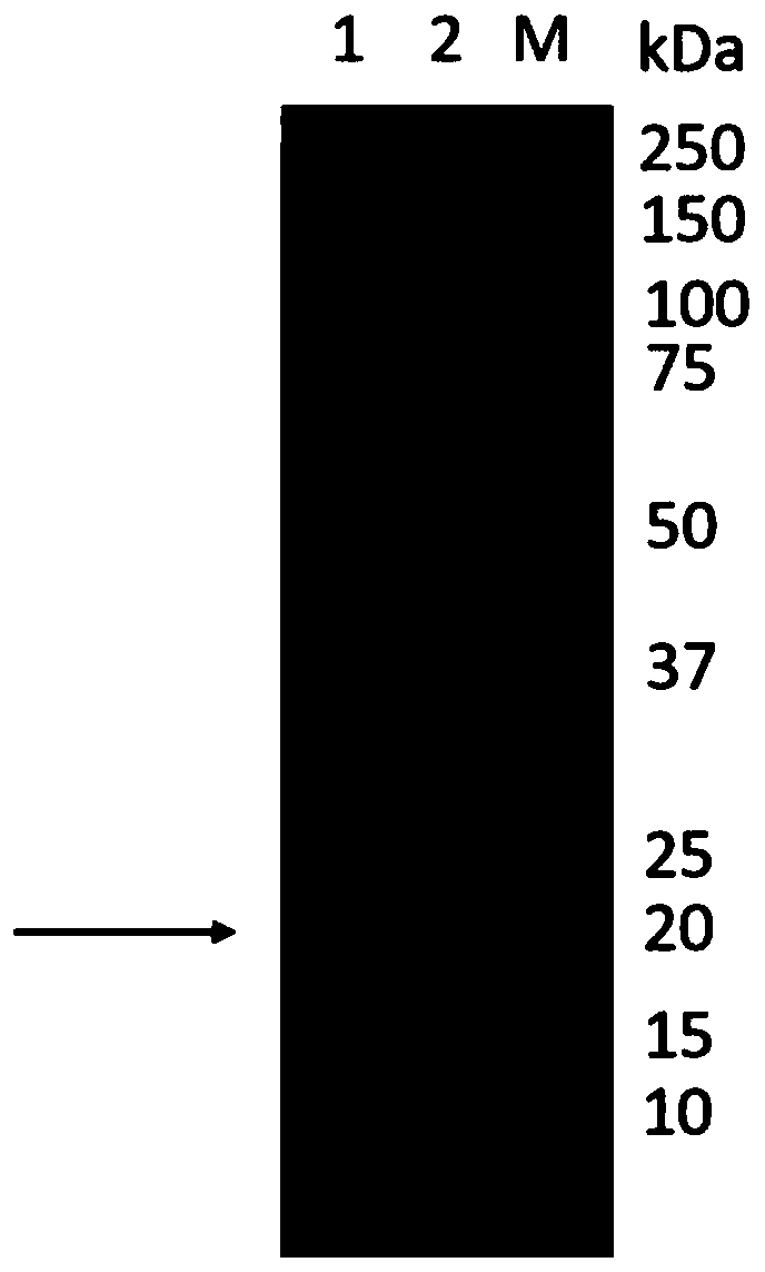 African swine fever preventive and/or therapeutic neutralizing antibody, preparation method and application thereof