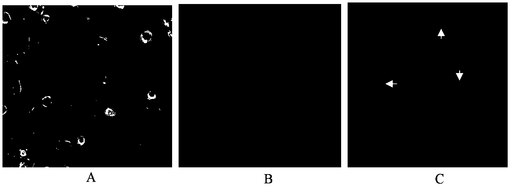 Application of emodin anthraquinone derivative in preparation of anti-hepatocellular carcinoma drugs