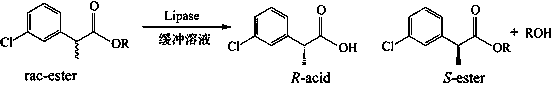 Method for stereoselective enzymatic hydrolysis to resolve 2-(3-chlorophenyl)propionic acid enantiomers