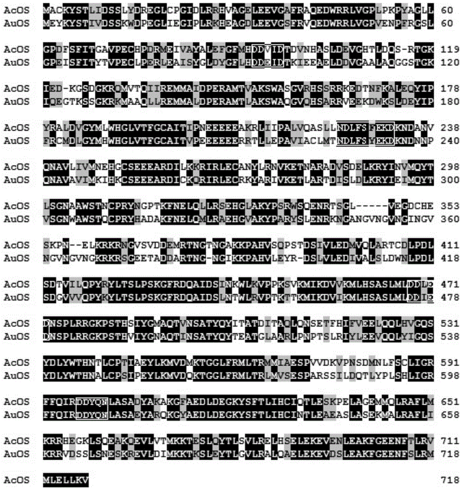 Ophiobolin compound mother nucleus synthetic gene AuOS and application thereof