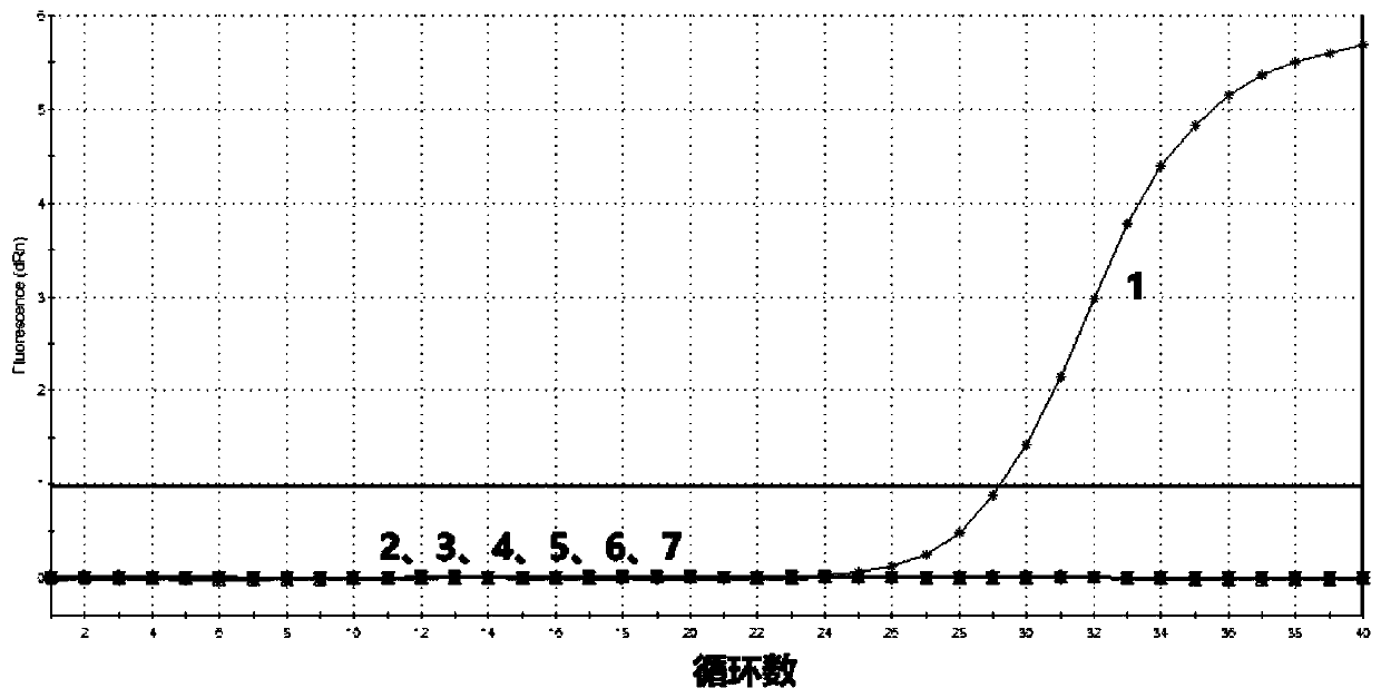 Specific primers, probes and fast detection kit for macrobrachium rosenbergii ronivirus-1