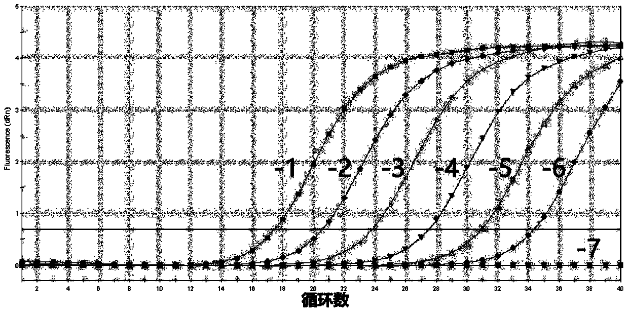 Specific primers, probes and fast detection kit for macrobrachium rosenbergii ronivirus-1