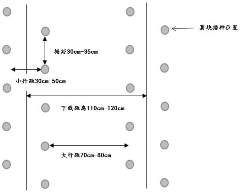 Semi-film covering planting method for potatoes sown in summer