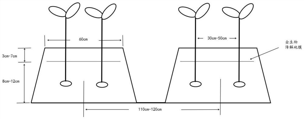 Semi-film covering planting method for potatoes sown in summer