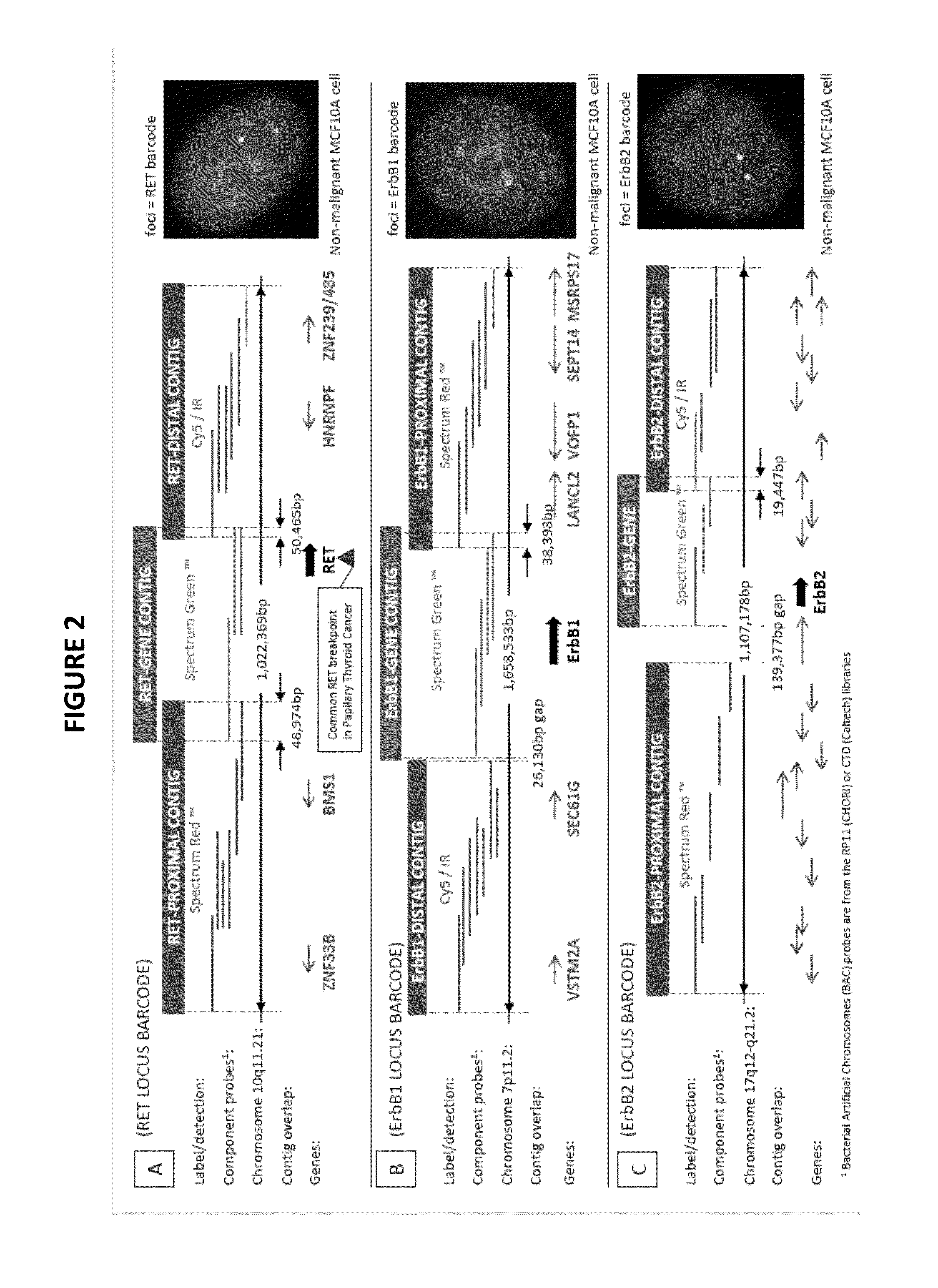 Genetic Barcodes