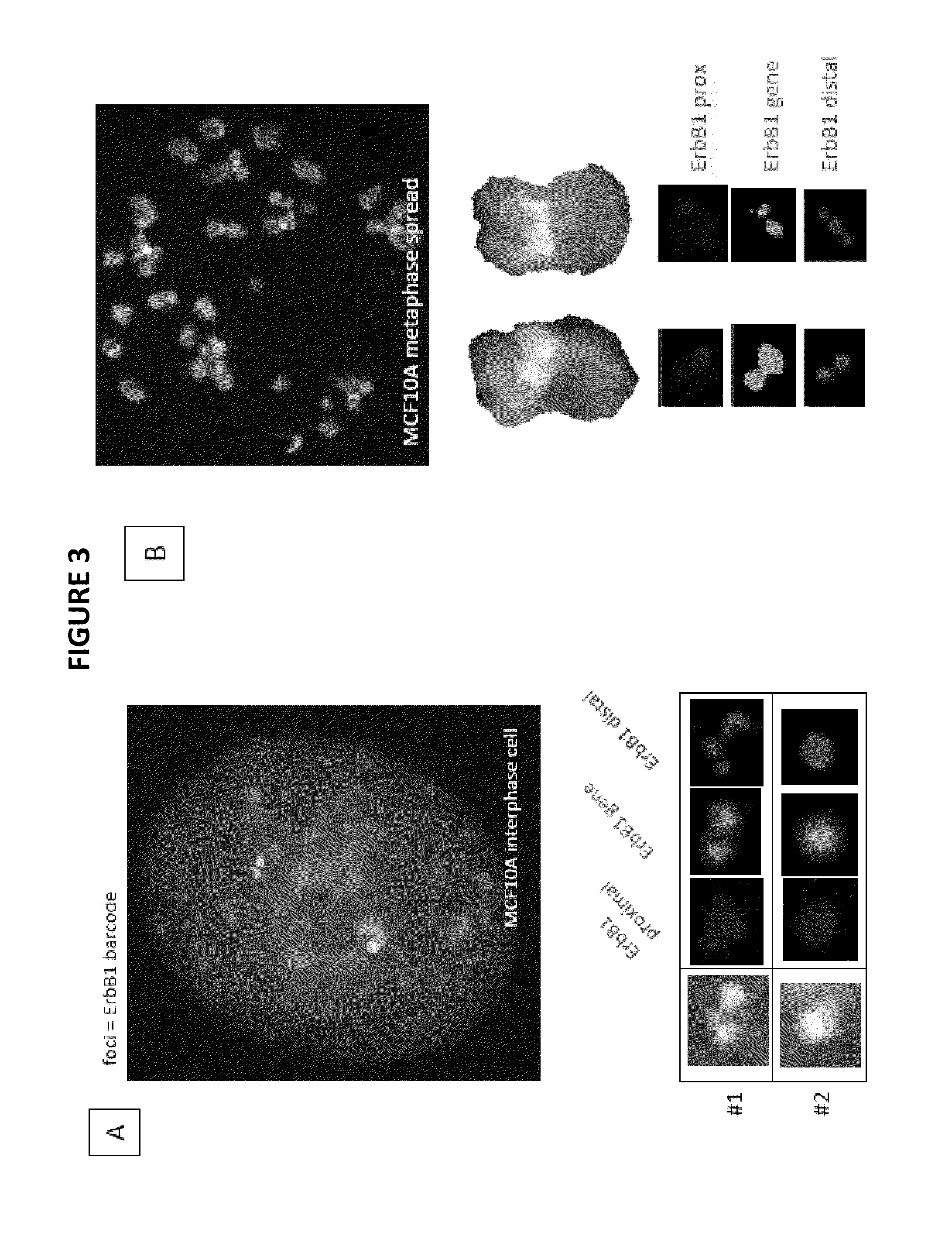 Genetic Barcodes