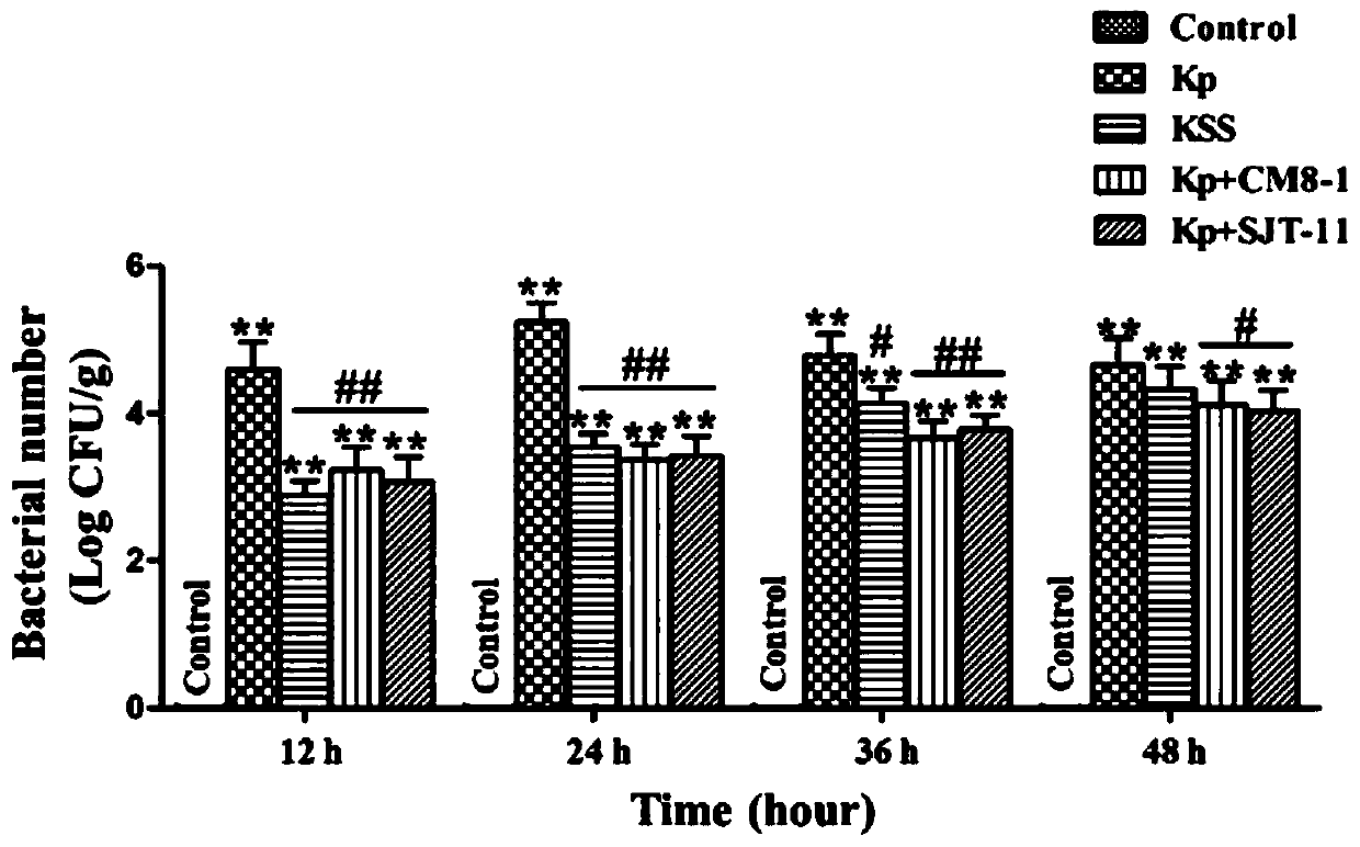 Method for establishing model of inhibiting mastitis in mice by Klebsiella pneumoniae phage