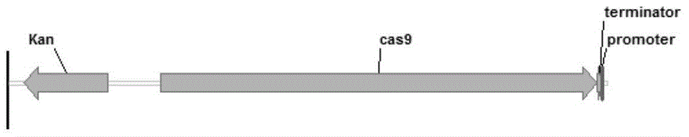 Construction and application of CRISPR/Cas9 gene editing vector for microorganisms