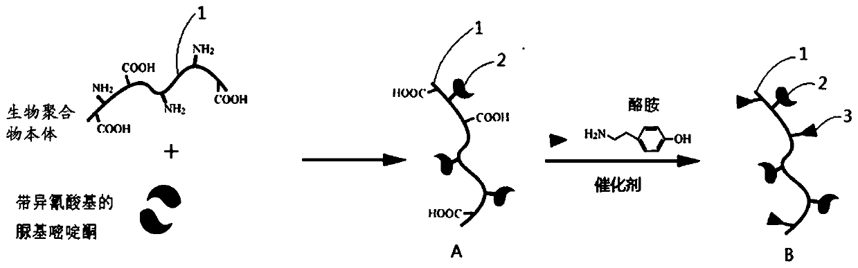 Modified biopolymer and use thereof in 3D printing