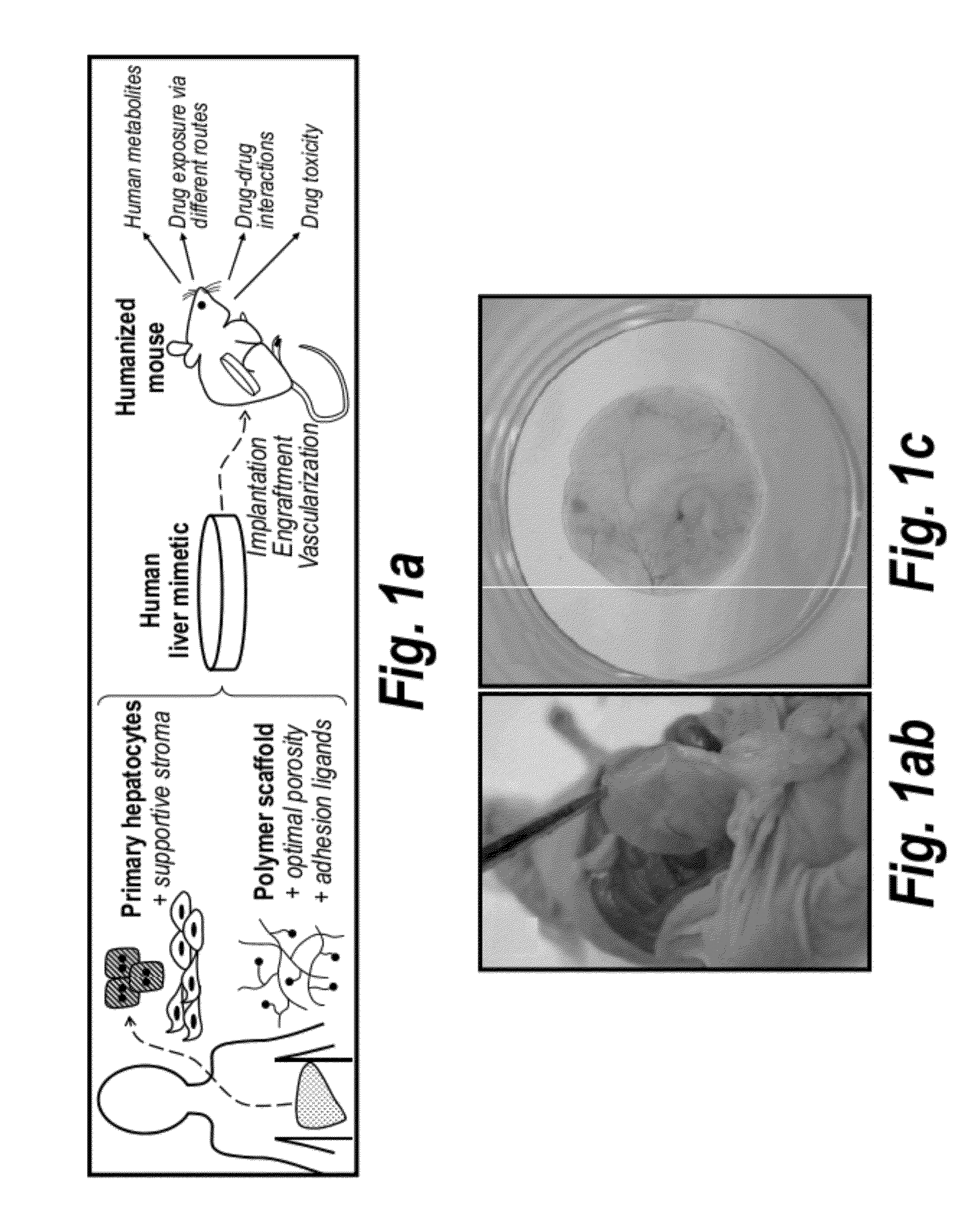 Humanized animals via tissue engineering and uses thereof