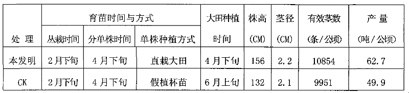 Sugarcane tissue-culture-seedling bare-seedling field-transplanting method