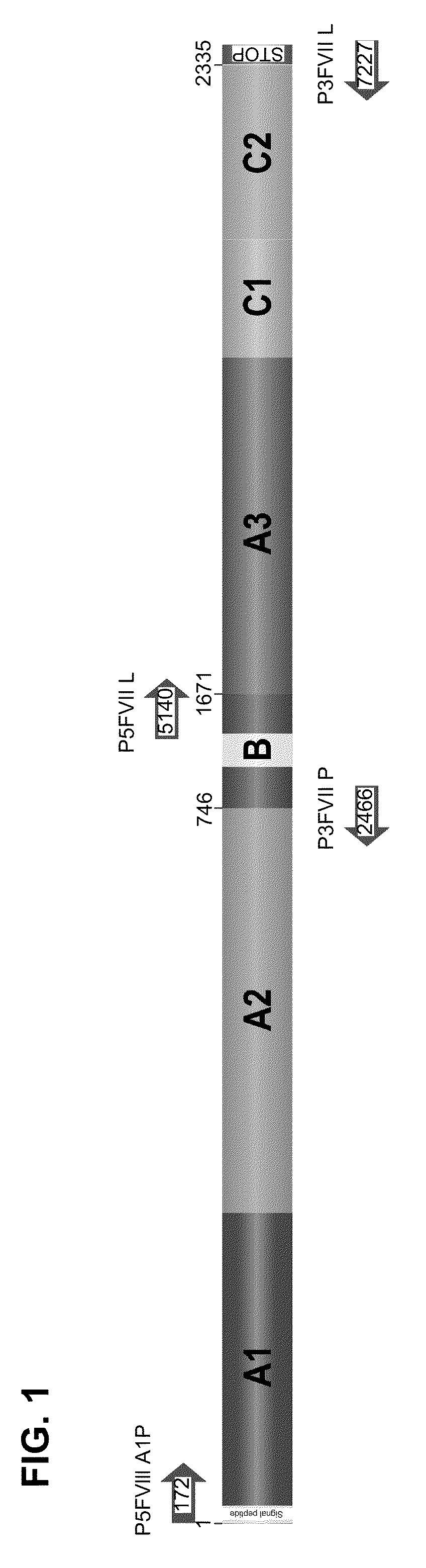 Recombinant human blood coagulation factor VIII protein, composition, use of a recombinant factor VIII protein, use of a composition, method of obtaining a recombinant human blood coagulation factor VIII protein and use thereof