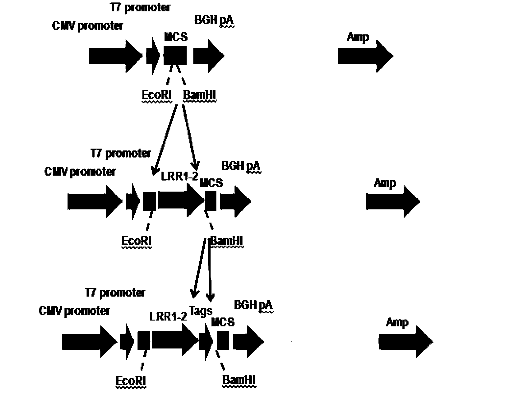 Fusion protein containing leucine-rich repetitive sequence, and preparation method and application thereof