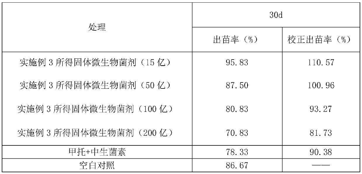 Solid microbial agent for preventing diseases and increasing yield of potatoes and preparation method